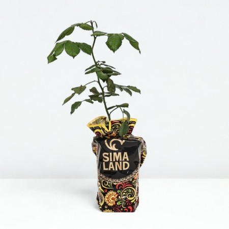 Seedling rose Mary Ann, tea-hybrid, pot 2 l., Summer 2024