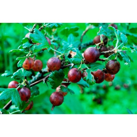 Gooseberry Sirius, C5 pot, 1 pc, summer 2024
