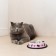 Metal bowl for a cat with a non -slip base Yoga Cat, 235 ml, 15x3.5 cm