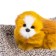A toy on a car panel, a dog on a pillow, a white-red color