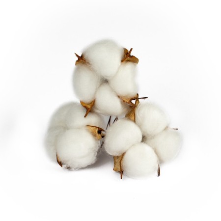 Dry flowers of cotton, set 3 pcs., Size 1 pc. 6 × 6 cm, white color-1