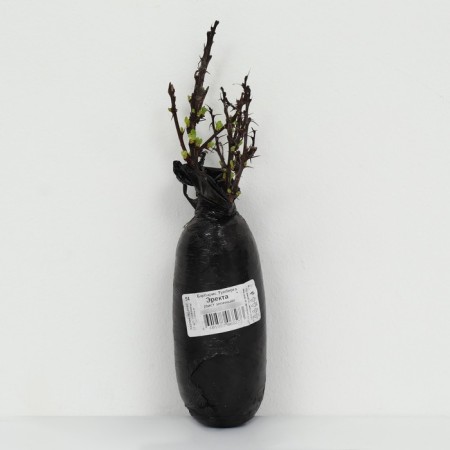 Barberis Tunberg "Erekta" 1 pc, tube, spring 2025-2