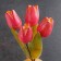 Souvenir "Tulips in a vase", 5 flowers, small, pink, selenite