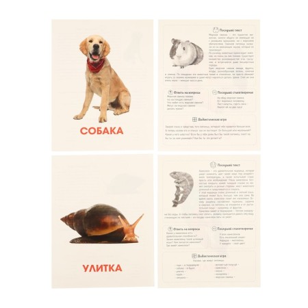 Training cards "Pets"-5