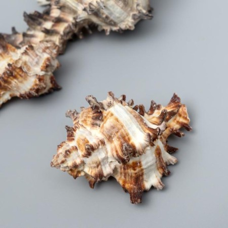 Decorative shells "Murex Endivia" 3 pcs-1