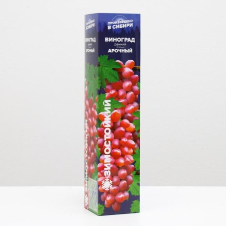 ARECHEKA grape seedling, spring 2024, 1 pc.