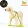 The reflective “bones” set, a collar 120 x 1 cm, Osh 26-42 cm, fire 26-42 cm, green