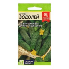 Seeds of cucumber 