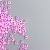 Pink fuchsia