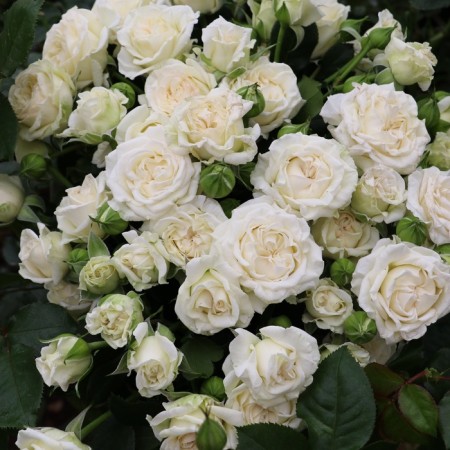 Sahenian Rosa "Snow Dance", Tuba, Spring 2025