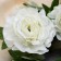 Artificial flowers "rose gallant" 8x62 cm, white