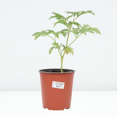 PION Dairy -flowered lemon chiffon, pot C3, 1 pc, summer 2024-2