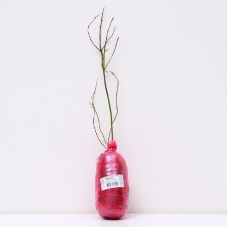 High -rise blueberry "Aurora", 1 pc, tube, spring 2025-2