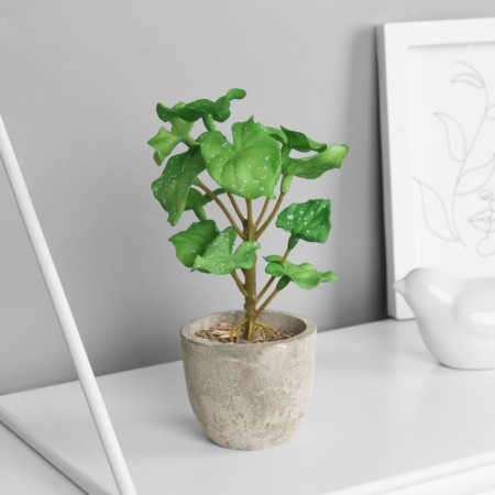 Bonsai in the pot "Filodendron Sello Elite" (soft sheet) 14x6 cm, mix-2