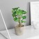 Bonsai in the pot "Filodendron Sello Elite" (soft sheet) 14x6 cm, mix