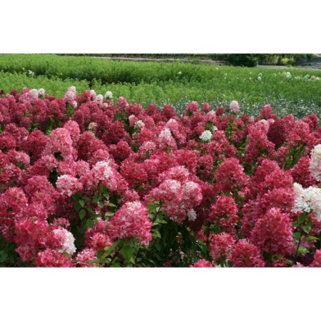 Hydrangea blizzard daimond rouge, c3 pot, H10-50 height, 1 pc, summer 2024