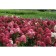 Hydrangea blizzard daimond rouge, c3 pot, H10-50 height, 1 pc, summer 2024