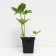 Strawberry Gardenia Albion, P9 pot, 1 pc, summer 2024