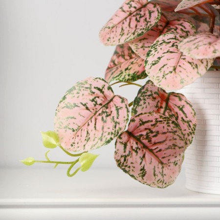 Bonsai in the pot "Singonium Pink" 9x17 cm-1