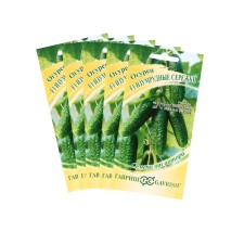 Seeds of cucumber 