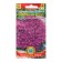 Seeds of thyme creeping "purple carpet"