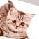 Stick 3D interior cat 29*21cm