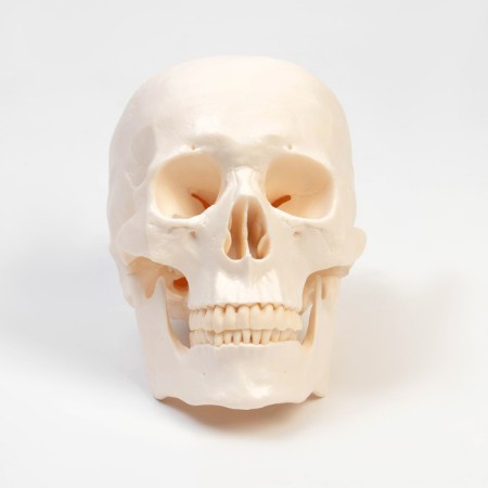 Model "Human Skull" 20*15*18cm-3