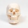 Model "Human Skull" 20*15*18cm