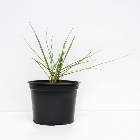 Shaking medium Russell, s3 pot, H10-50 height, 1 pc, summer 2024-1