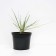 Shaking medium Russell, s3 pot, H10-50 height, 1 pc, summer 2024