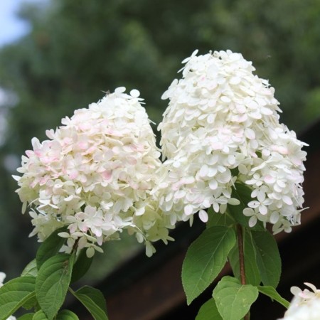 Hydrangea blizzard boatl bloss, s3 pot, H10-50 height, 1 pc, summer 2024