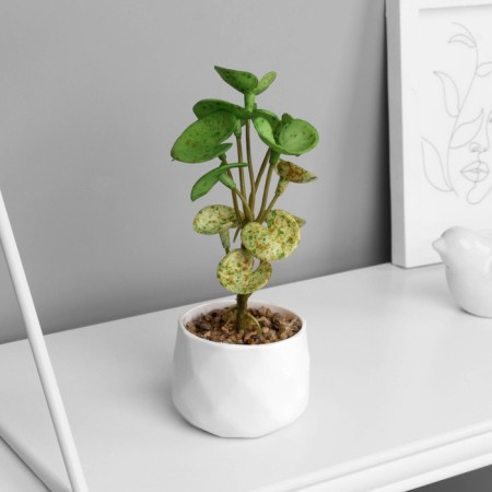 Bonsai in the pot "Peperomy of Lux" (soft sheet) 13x6 cm, mix-2
