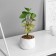 Bonsai in the pot "Peperomy of Lux" (soft sheet) 13x6 cm, mix