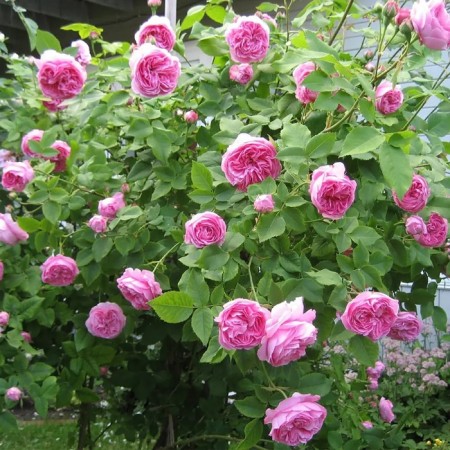 Seedling rose "Louis Odir", tube, spring 2025