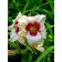Lilenik hybrid pandura box, C2 pot, H10-50 height, 1 pc, summer 2024
