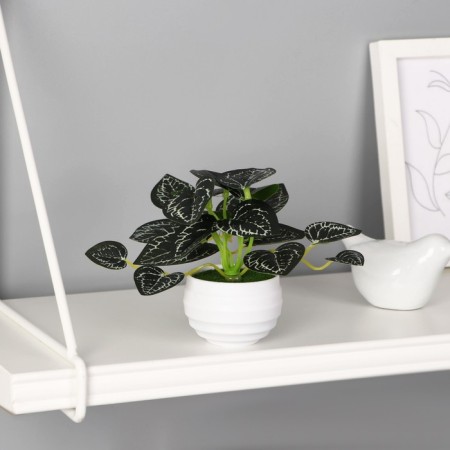Bonsai in the pot "Anturium Crystal Elegant" 6x11 cm, green