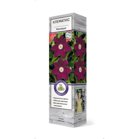 Clematis large -flowered "Mazovsha" 1 pc, tube, spring 2025