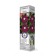 Clematis large -flowered "Mazovsha" 1 pc, tube, spring 2025