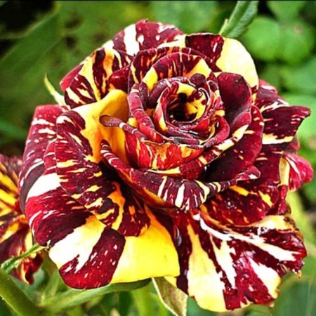 Air-kadabra rose seedling, spring 2024, 1 pc.