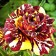 Air-kadabra rose seedling, spring 2024, 1 pc.