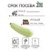 Semen zucchini "White -fruited", 1 g
