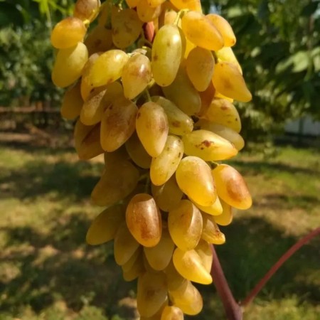 Grapes seedling "Lady Patricia", tube, spring 2025