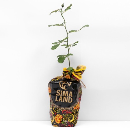 Seedling rose Don Juan, climbing, pot 2 l., Summer 2024