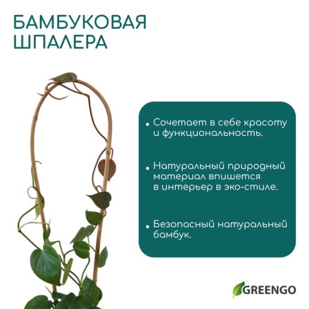 Arc for garter plants, bamboo 40 x 10 x 1 cm "Greengo"-2