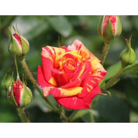 Seedling rose spray "fire flash", tube, 1 pc, spring 2025