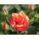 Seedling rose spray "fire flash", tube, 1 pc, spring 2025