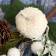 Decor "Winter Charm" White apple bump Greens, 23 cm