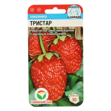 Strawberries "Tristar", 10 pcs-3