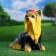 Garden figure "Yorkshire Terrier Singing" Big 30x20x35cm