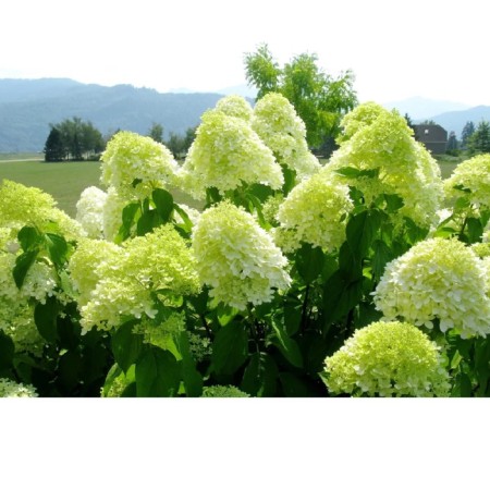 Hydrangea blizzard lamlaite, C3 pot, H10-50 height, 1 pc, summer 2024